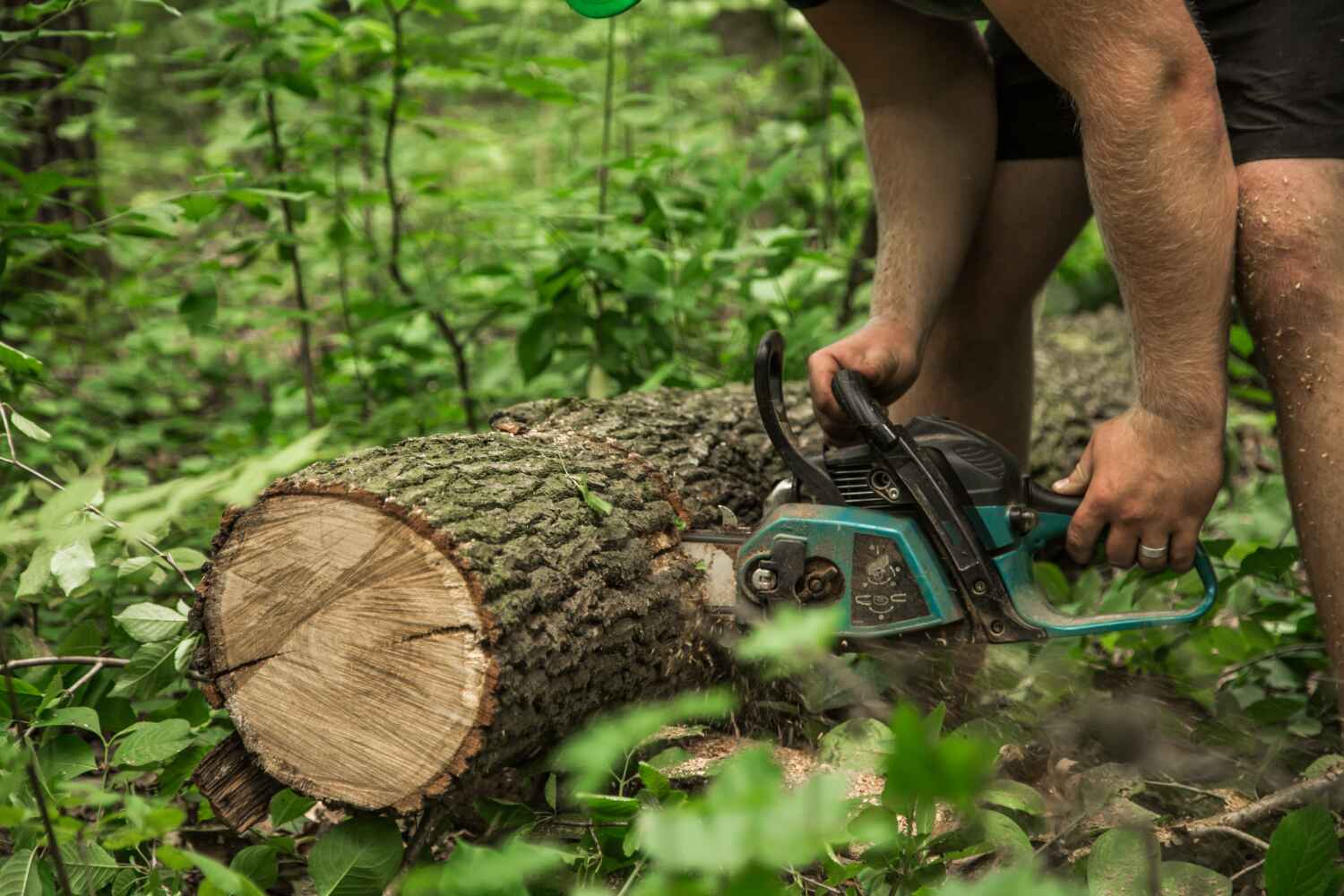 The Steps Involved in Our Tree Care Process in New Franklin, MO